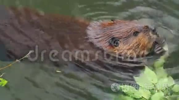 海狸吃树叶灰.