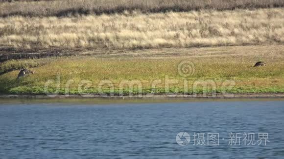 托沃姆巴地区的克雷斯布鲁克湖视频