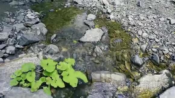 森林旅游小径上的瀑布和河流视频