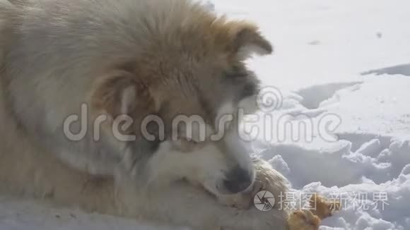 大流浪狗在雪地里吃肉