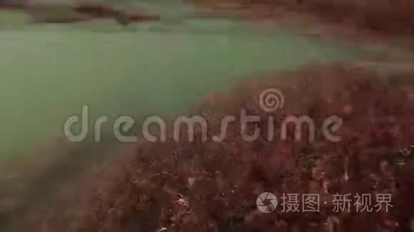 水下河流苔藓和水流在上面视频