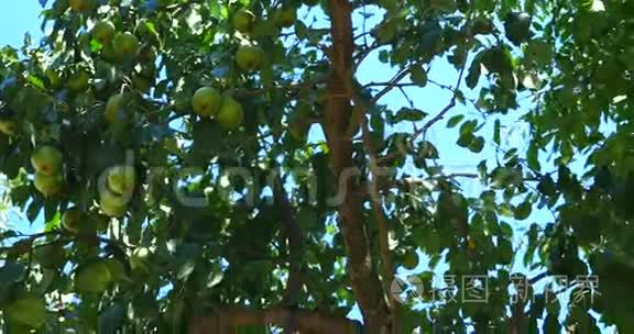 树上的梨子视频