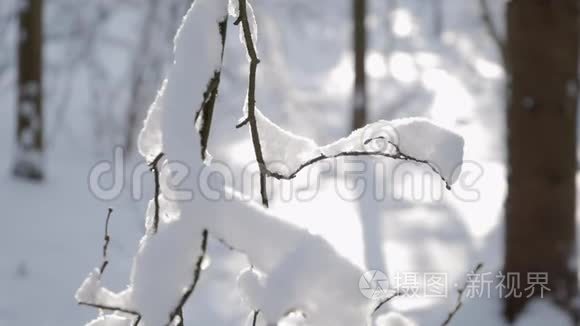 把覆盖着雪的细枝枝收起来视频