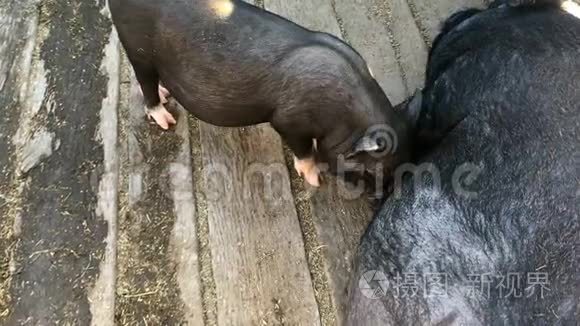 小猪和大猪在一个马厩里,有一个木地板.短视频