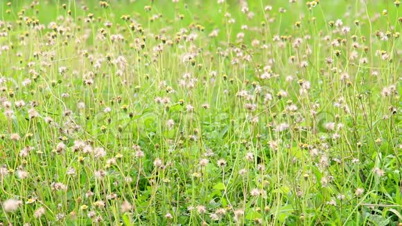 夏日野草花或平卧风中吹 潮点视频shipin5 Com