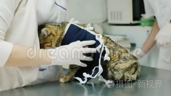 医生在手术后检查猫。 诊所的动物护理