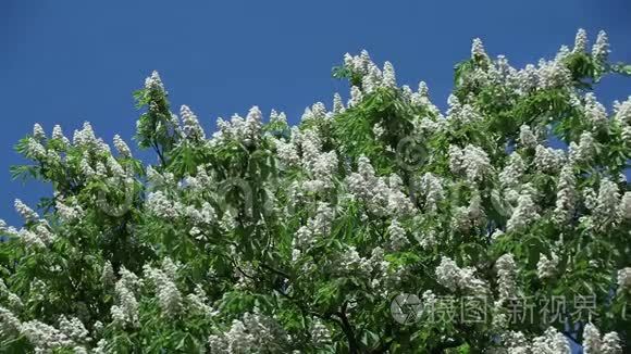 在蓝蓝的天空上树枝上的栗子花