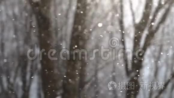 雪花随着背景上的树木缓慢地飘落
