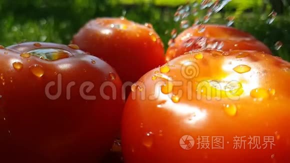 番茄天然木浇能量夏季水慢运动视频