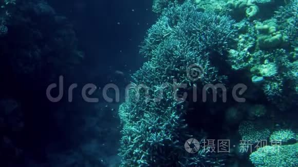 美丽的4k镜头，许多鱼在海底的珊瑚礁周围游泳。 神奇的海洋生物深海