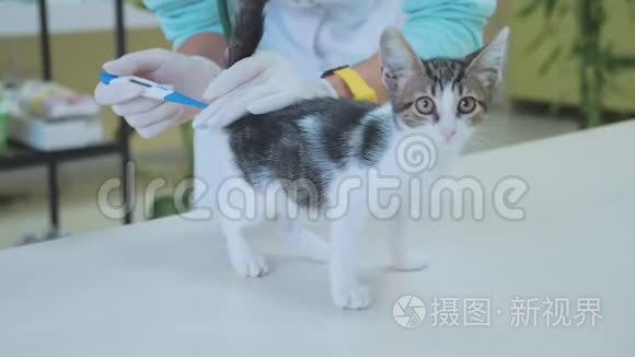 在兽医诊所检查一只可爱的小猫