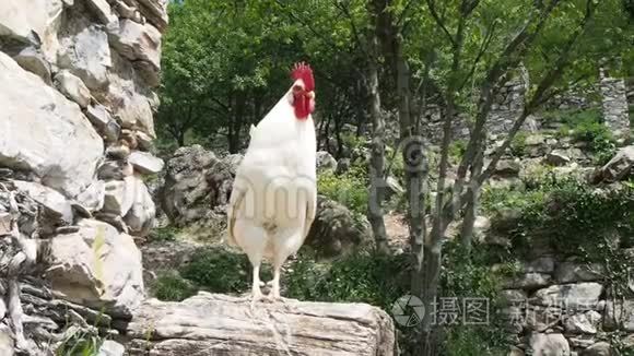 骄傲的白色公鸡，有红色的梳子，树干上有刺