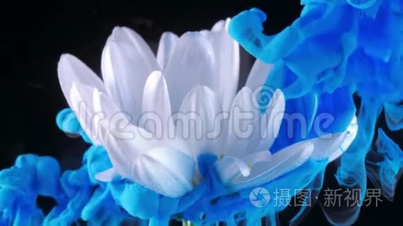 白色的花朵在水下与蓝色的墨水反应和创造抽象的云层形成。 可用作转换，添加