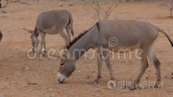 非洲沙漠红沙地食物上的两只驴视频