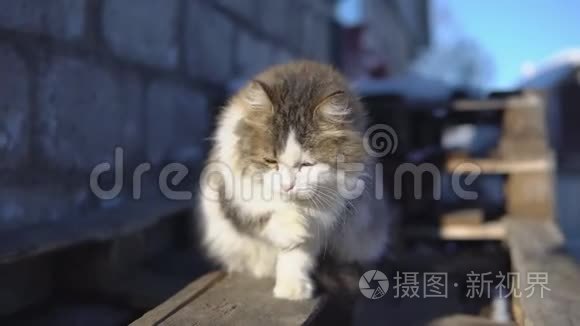 毛茸茸的猫在阳光下洗澡视频