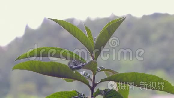 绿色植物的尖端