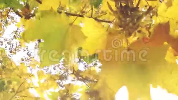 秋天的秋天秋天的秋天秋天的秋天mp41080P视频素材