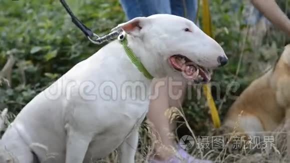 公园里有两只美洲白犬和金拉布拉多猎犬