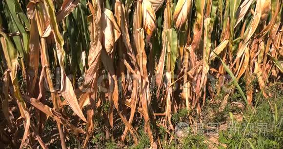 干旱的谷物植物视频