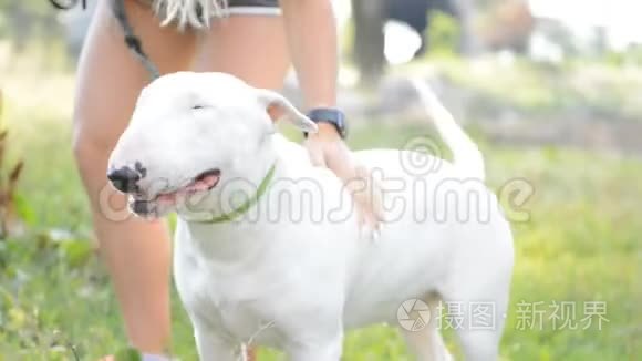 白美国斗牛犬在自然公园行走，受人类的爱抚