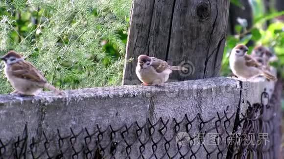 麻雀鸟生活在大自然的夏天视频