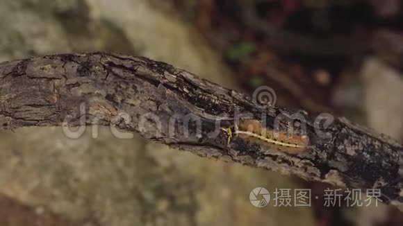 黄毛虫蝶形双足节肢动物气管野生昆虫