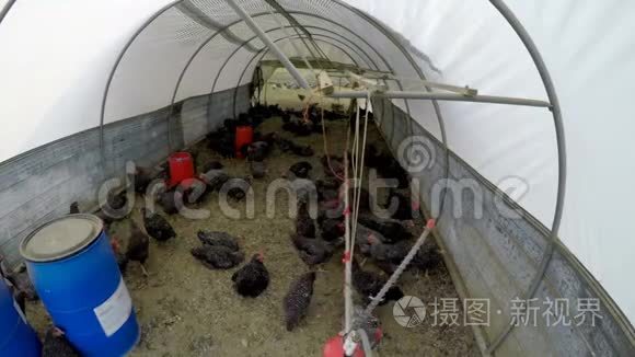 母鸡在鸡舍里吃草视频