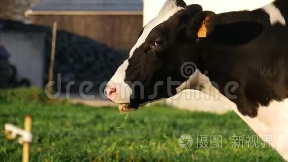 黑白牛在草地上吃草视频