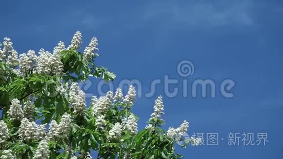 在蓝蓝的天空上树枝上的栗子花