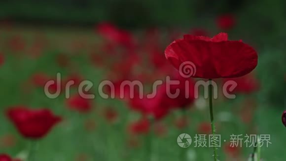 红花围着高大的小草..