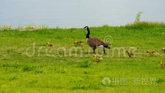 野鹅鹅家走新生小鸡哥伦比亚河