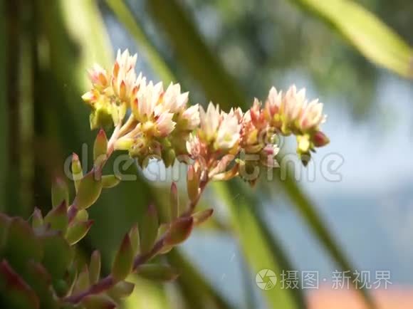 肉质植物视频