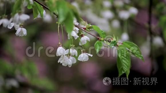 初春的一束白色樱花雨滴视频