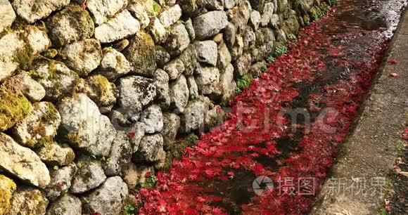 京都坂育区恩口寺小溪里的红叶视频