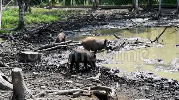 池塘背景上肮脏的野猪视频