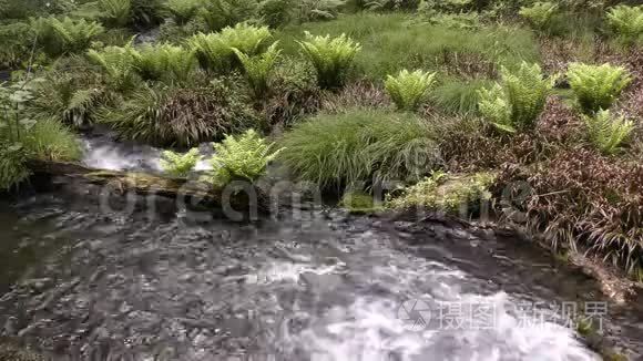 泉水和植物视频