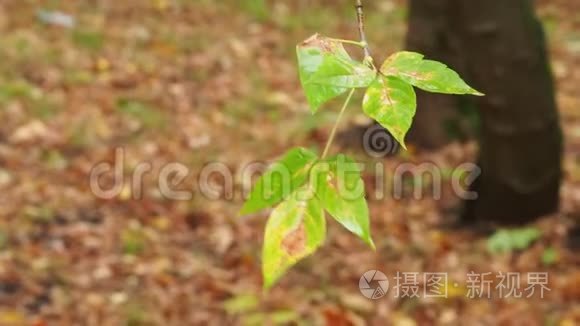 秋雨中枫灰树的湿叶视频