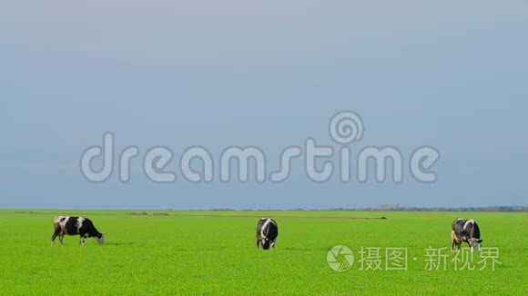 奶牛在草地上