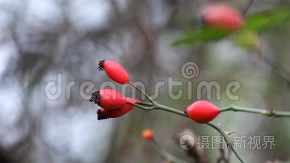 蔷薇花在风中飘动视频