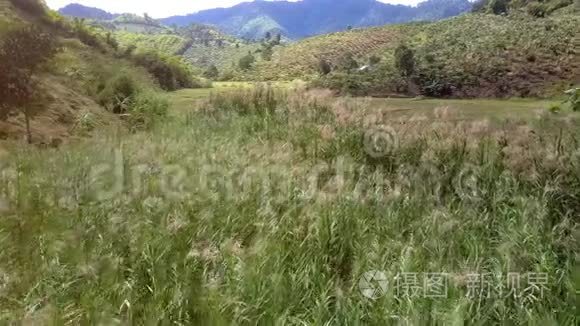 绿色山谷的高芦苇对田野的鸟瞰视频