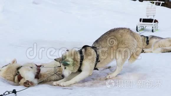 雪橇狗繁殖西伯利亚哈士奇视频