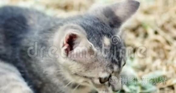 可爱的灰色小猫在草地上玩特写镜头
