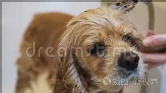 狗在浴缸里弄湿了口和鼻子视频