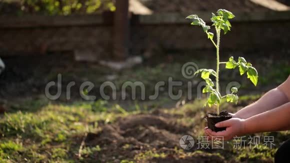 种植西红柿视频