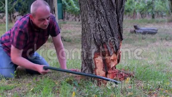 夏天，人们用手锯在他的大花园上砍一棵老树，园艺概念。 中年男子切割