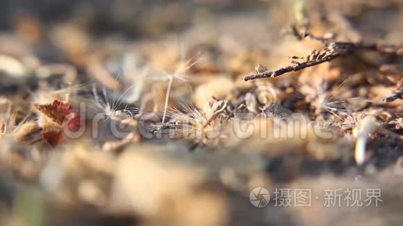 在森林里工作的大型蚂蚁视频
