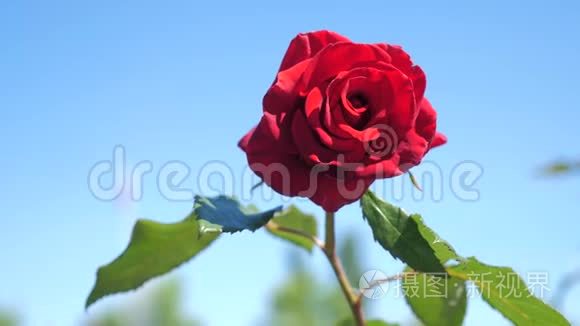 玫瑰红花映蓝天.. 大自然花的生活方式，绿叶美丽的花