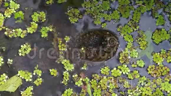 在佛罗里达丛林的沼泽里捉海龟