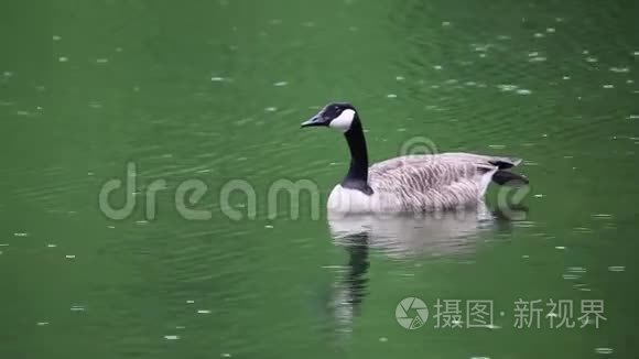 鹅加拿大水禽鸟视频