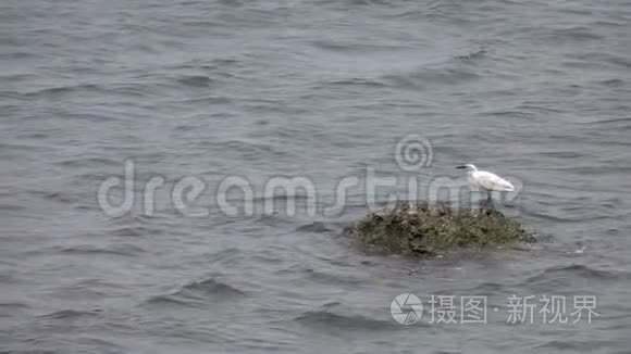 小白鹭鹭鹭鹭鹭鹭鹭视频